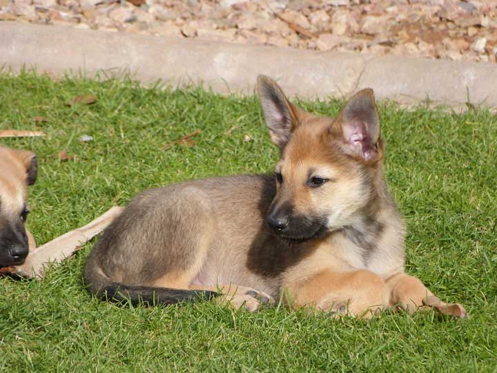 chinook dog